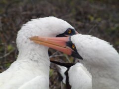 06-Courting Masked Booby